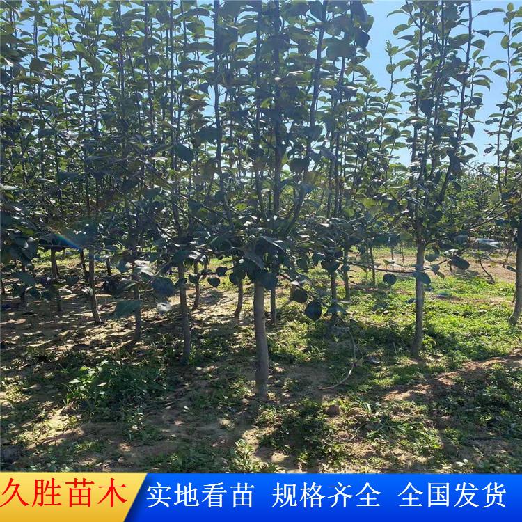 雨露香梨树  规格齐全 3年玉露香梨树 梨树苗批发