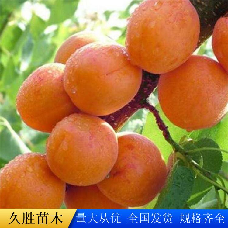 3公分杏树苗 优质杏树苗批发 久胜苗木种植基地