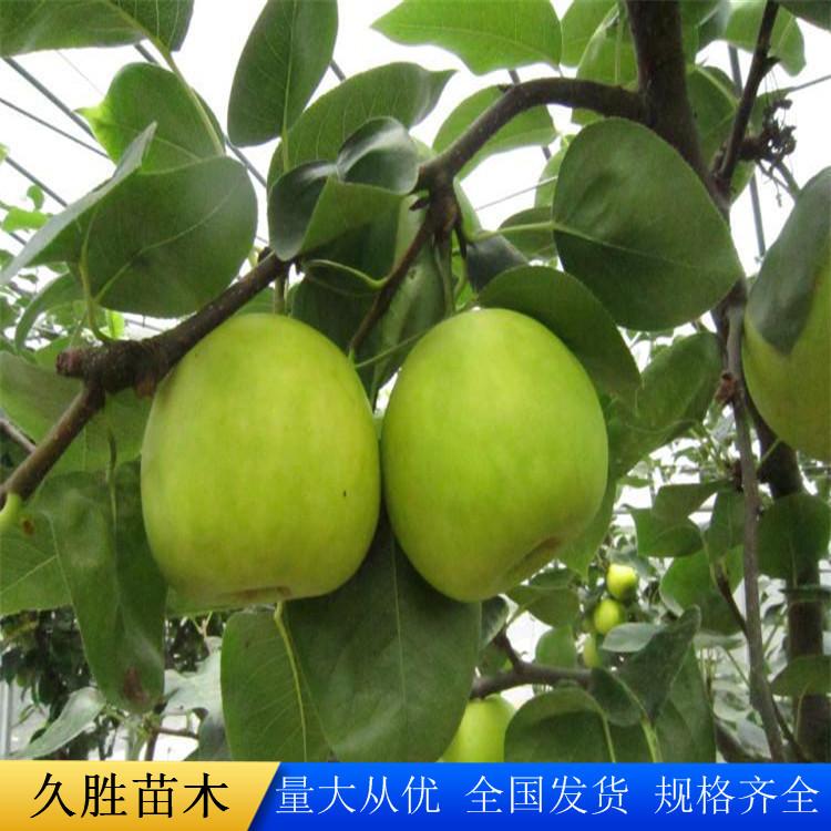 3公分早熟梨苗 秦皇岛苗木基地 早熟梨苗批发