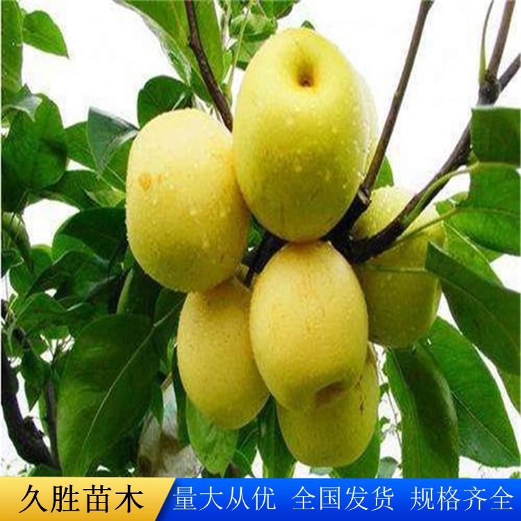 梨苗新梨7号苗2.5公分  2.5公分雨露香苗  梨苗批发