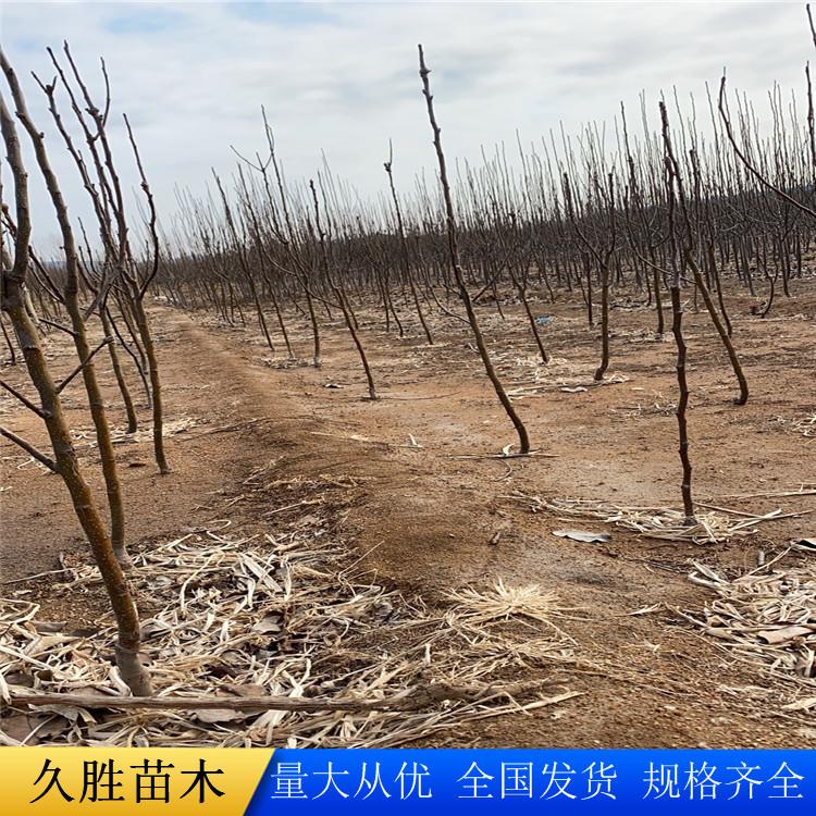 2公分秋月梨苗  梨树苗批发 现货销售各种型号果苗