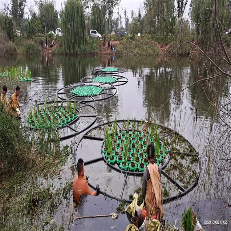河道生态人工浮岛浮床 水面绿化漂浮湿地水生植物种植