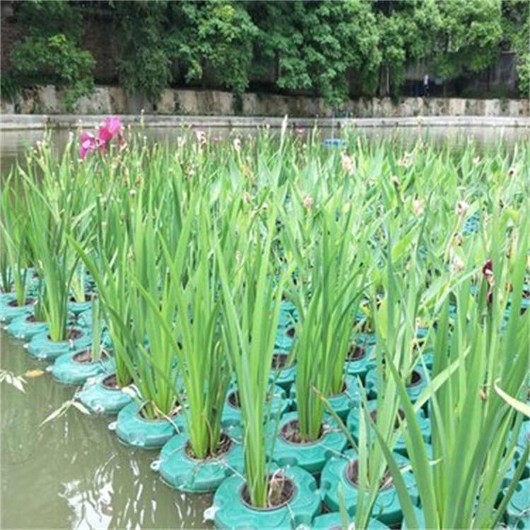 生态浮岛水上人工无土栽培水生植物种植 绿化生物浮床