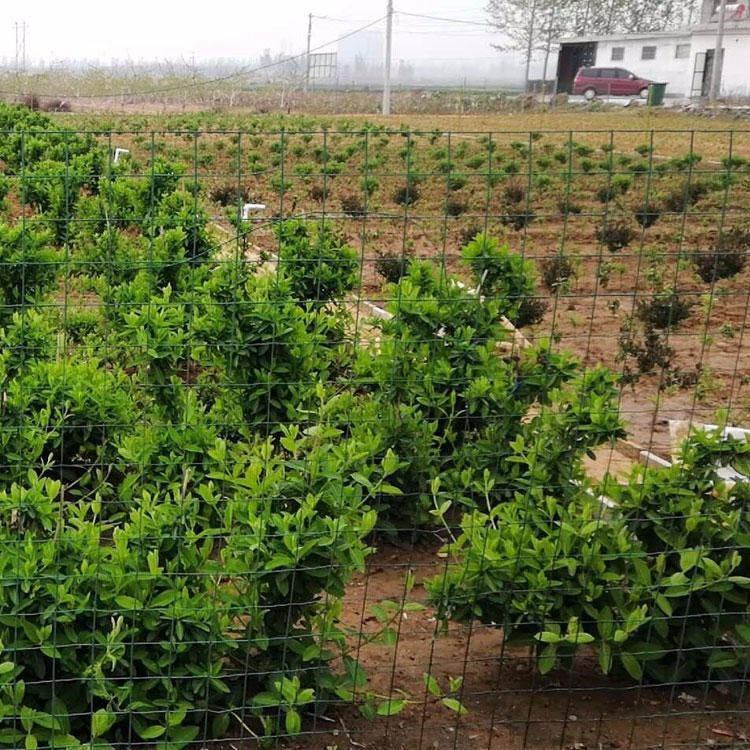 山银花苗 金银花苗价格 批发 金花三号苗 忍冬苗 产地