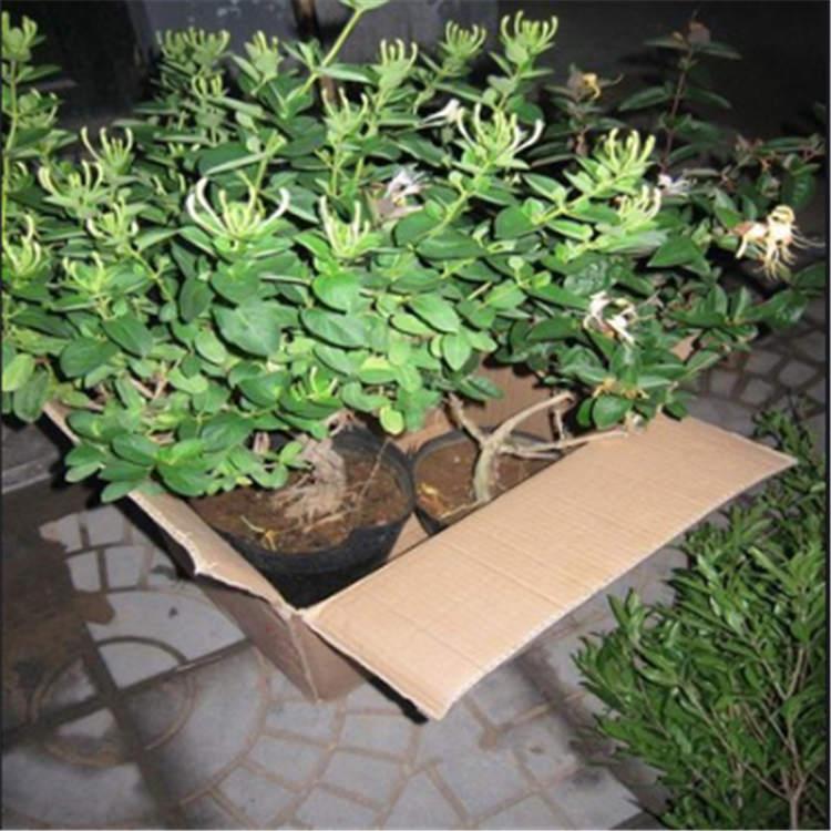 金银花苗基地 金银花树型苗价格