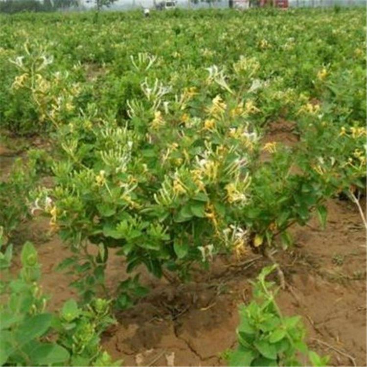 金银花苗 金银花种植基地 量大优惠