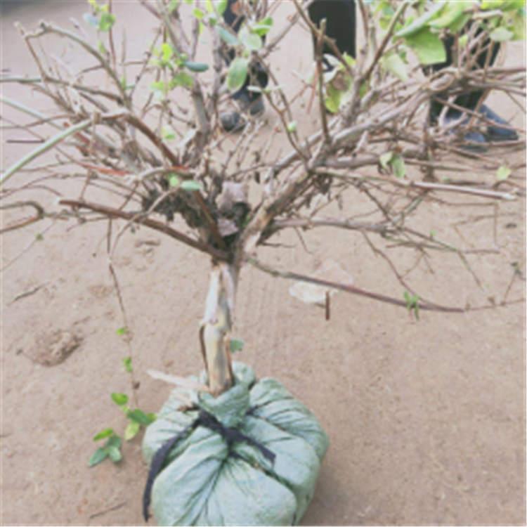 树形金银花苗 金银花苗价格金杞育苗