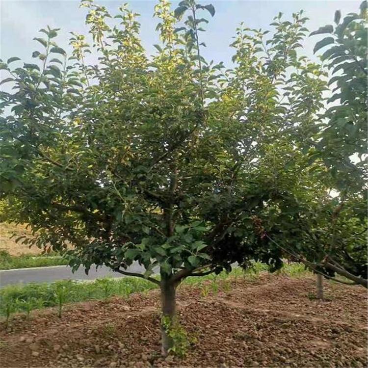 绚丽海棠树种植 八棱海棠景观树 八棱海棠绿植基地考察 八棱海棠树存活率高