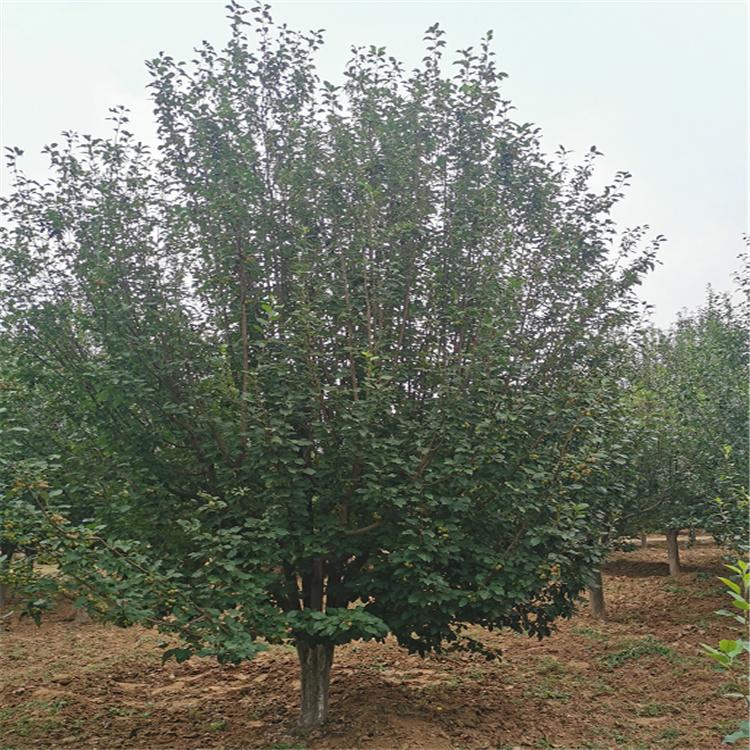 厂家出售 八棱海棠树 供应海棠树苗 枝条细长 树型优美 基地直销八棱果 