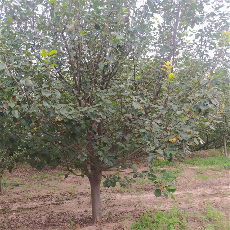  八棱海棠树价格 批发八棱海棠 分枝多 树形美观 绿化园林植物 海棠果