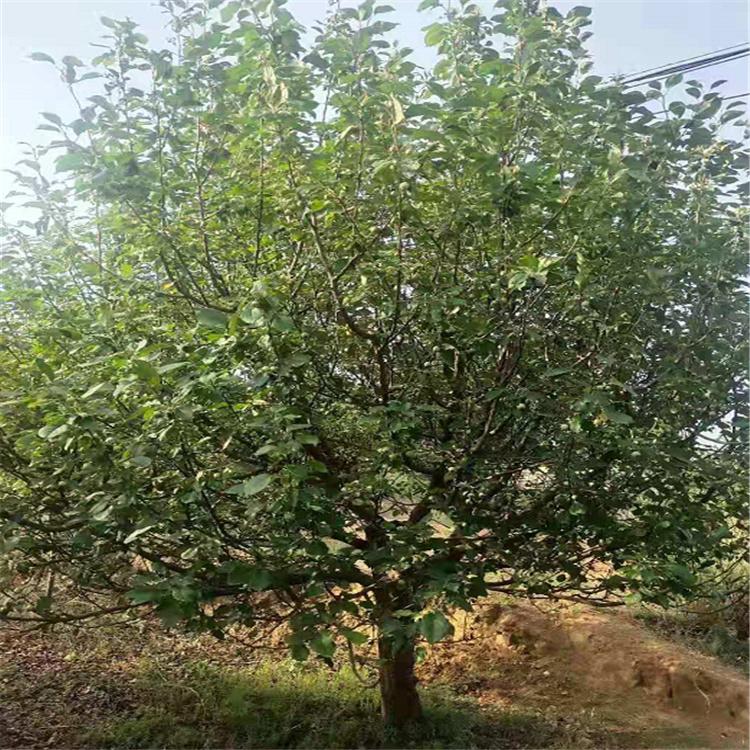 八棱海棠树苗价格 自家苗圃直供 现挖现卖海棠树 大量供应海棠树 存活率高