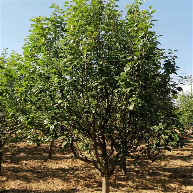 八棱海棠树 供应海棠树苗 枝条细长 树型优美 工程绿化海棠树 厂家直供