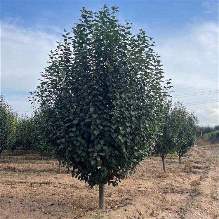  供应八棱海棠树 八棱海棠树量大从优 绿化专用观赏海棠树 厂家直销