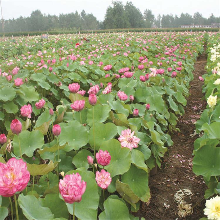 睡莲苗 池塘观赏荷花 观赏性荷花苗批发