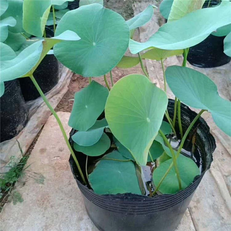 各种品种荷花 园林公园水体绿化花卉 水生挺水植物荷花苗 