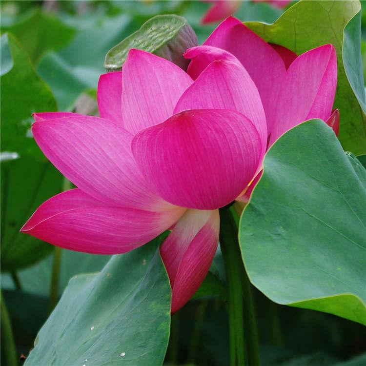 荷花苗批发厂家 荷花苗价格 水生植物荷花苗