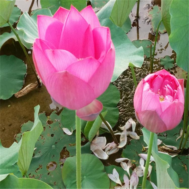 水生植物 睡莲苗 盆栽 荷花苗 价格 花色多种 湿地绿化