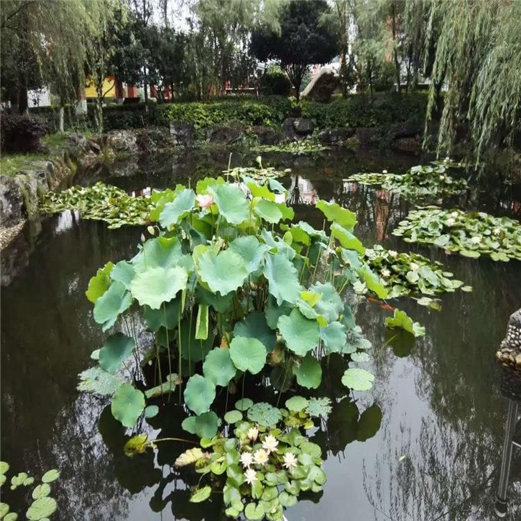 精品荷花 供应荷花苗 基地大量供应荷花苗