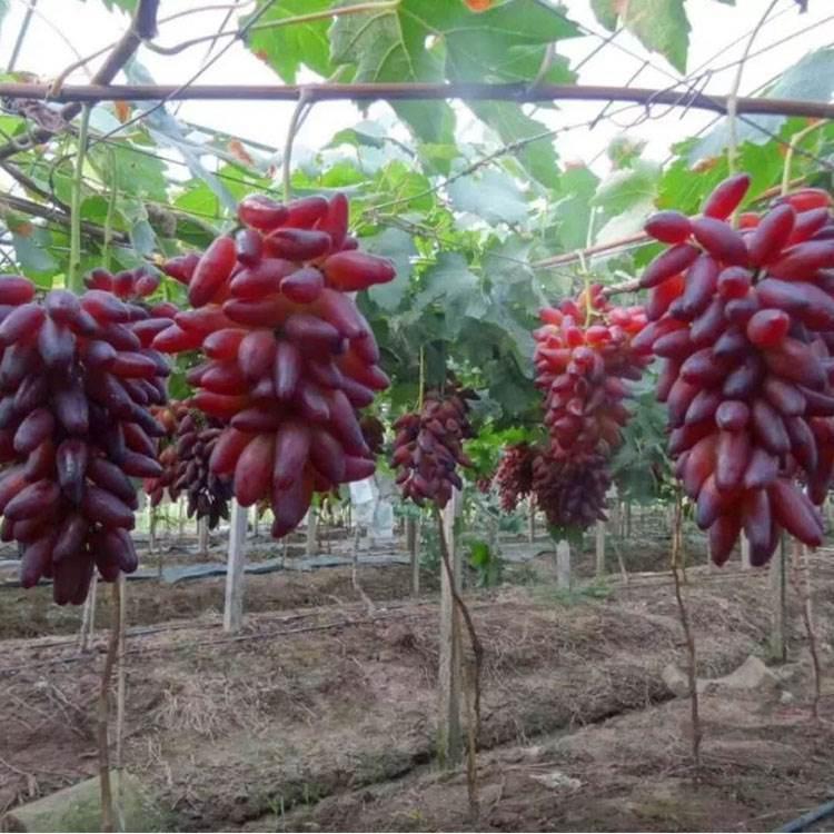 高产葡萄苗 提供栽培管理技术 专业种植