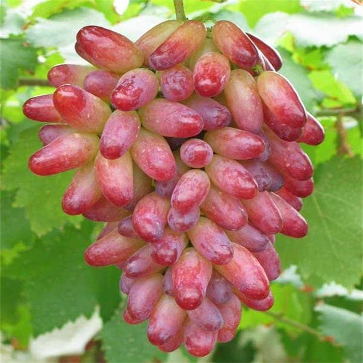 葡萄苗种植基地   嫁接 葡萄苗当年结果