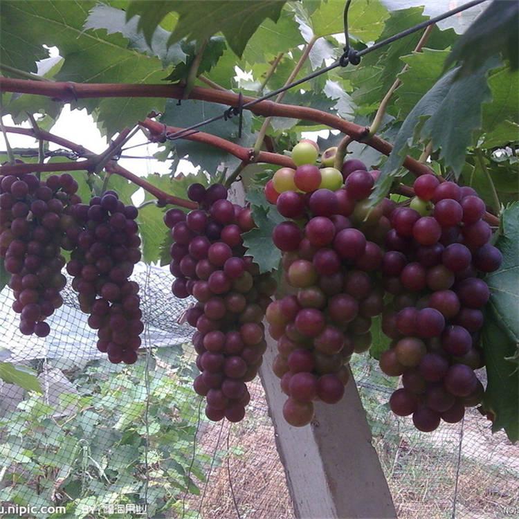 葡萄苗基地 葡萄苗木 品质服务 