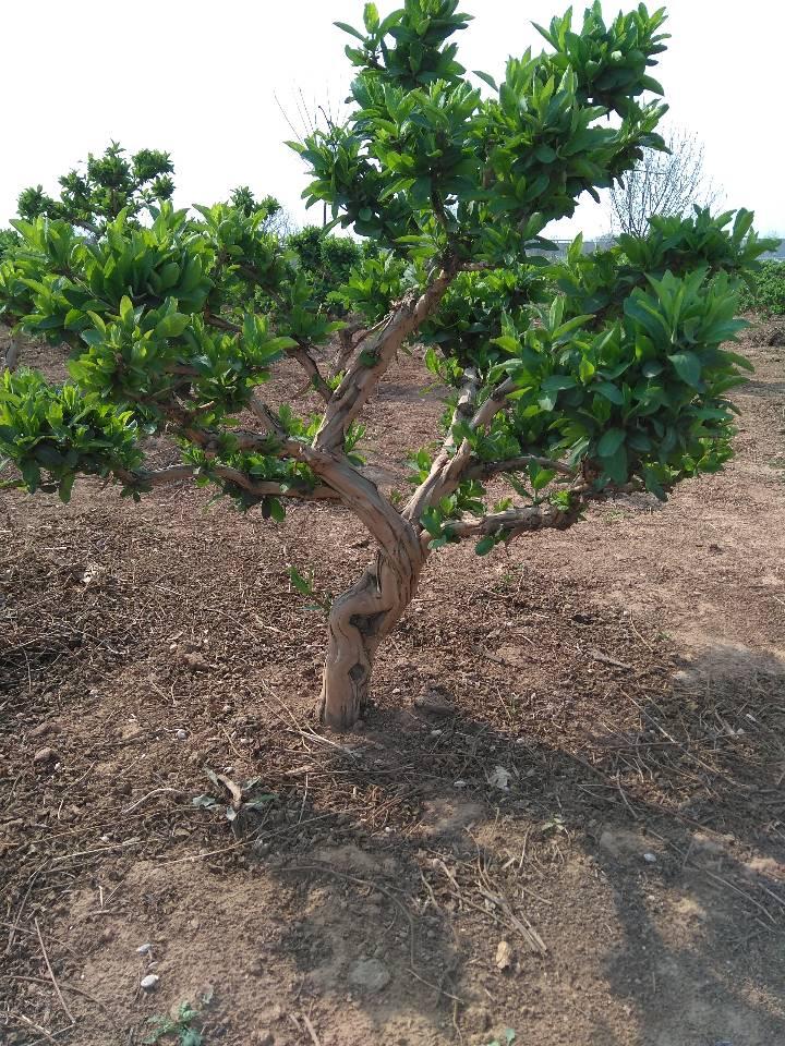 金银花树苗基地 河北金银花树苗供应价格