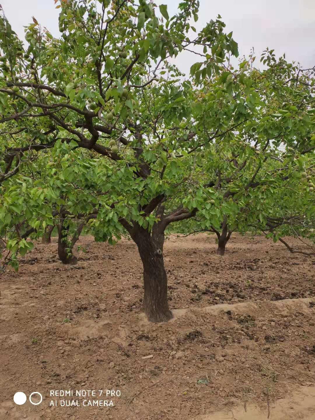杏树价格 河北巨鹿大杏树基地 山杏树批发价格苗圃绿化占地