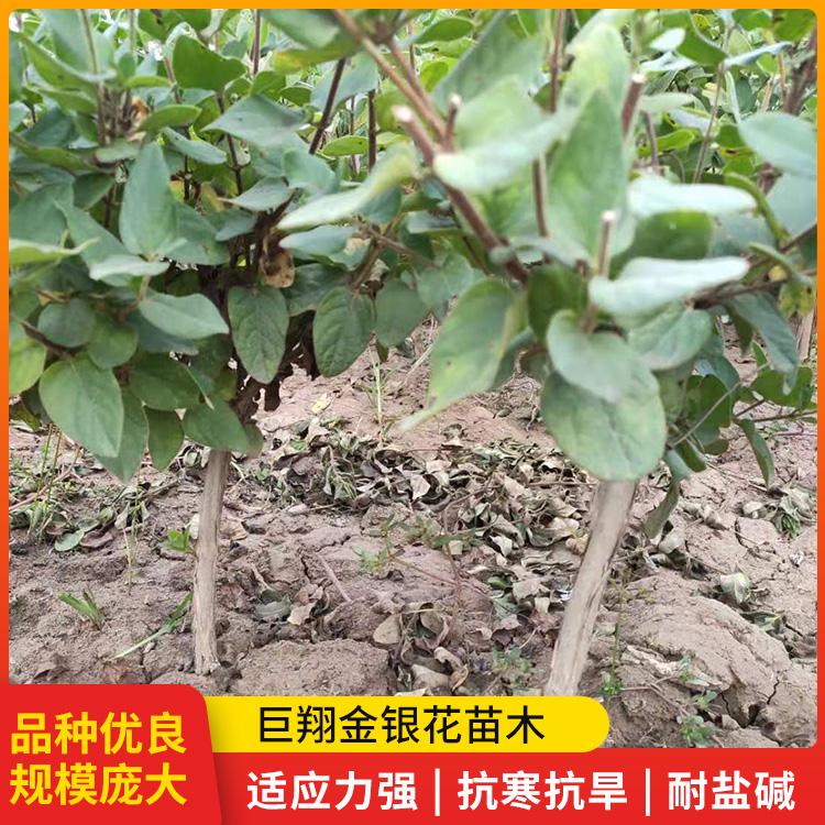 金银花树苗产地 病虫害少 巨翔苗木 品种正宗纯度高
