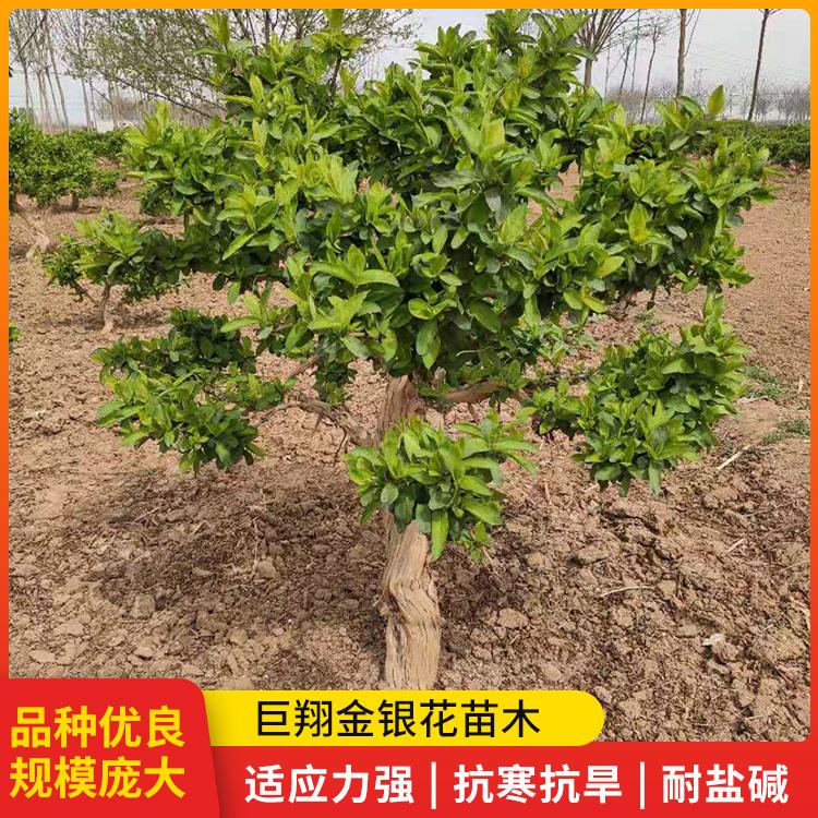 河北厂家销售高质量金银花苗木 金银花树价格