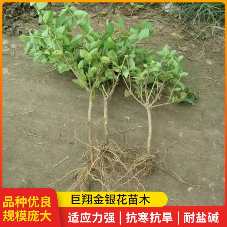 金银花苗木种植基地 金银花大量批发 金银花树规格齐全