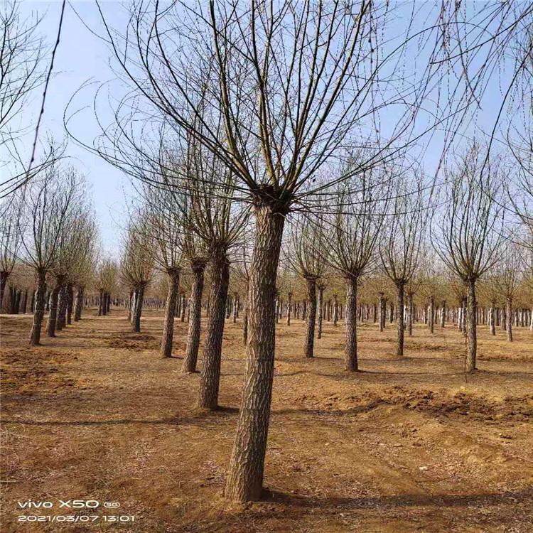 京兴苗木 嫁接垂柳欢迎选购 河道景观垂柳树 基地直供