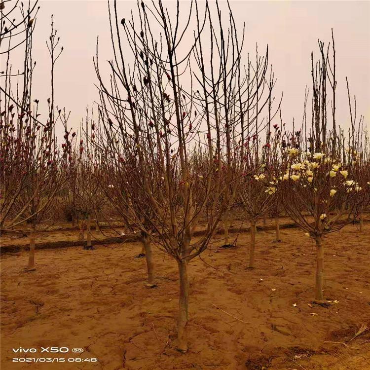 京兴苗木 紫玉兰小苗供应 嫁接紫玉兰 园林绿植