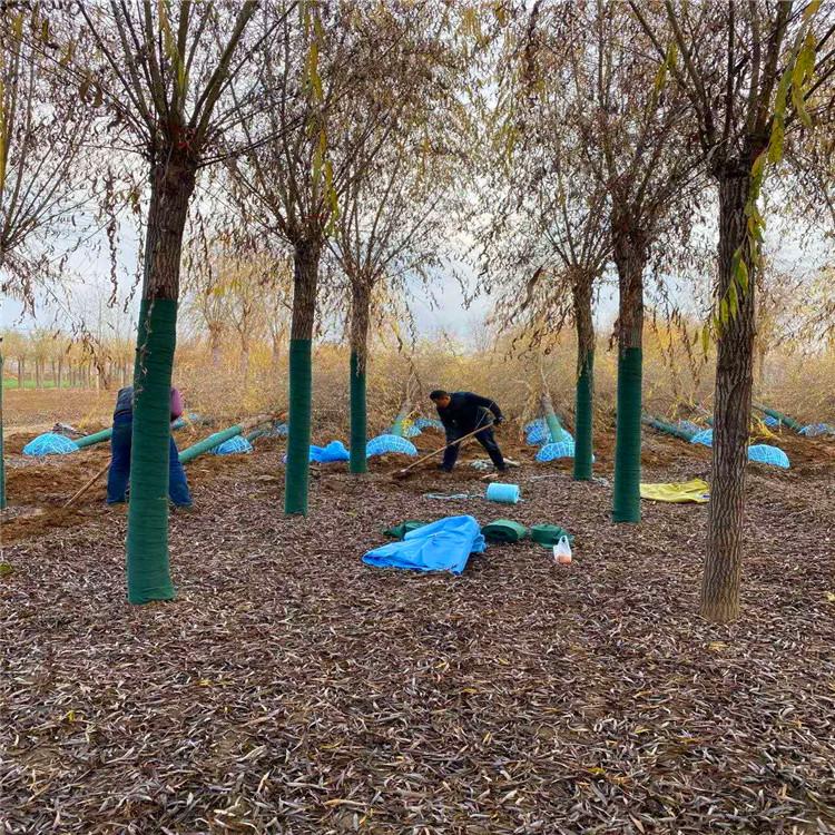 京兴苗木 25公分垂柳价格 垂杨柳树苗 常年出售