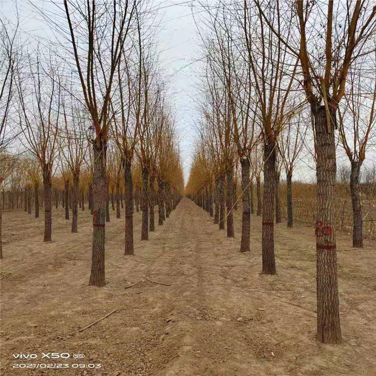 京兴苗木 无絮垂柳成活率高 金丝垂柳 报价供应