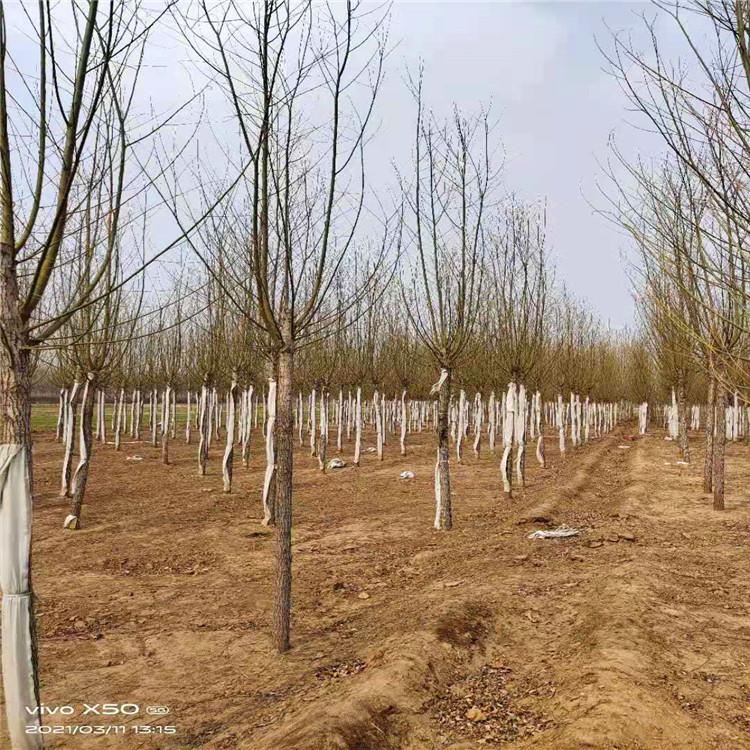 京兴苗木 出售金枝垂 垂柳苗木 颗球饱满