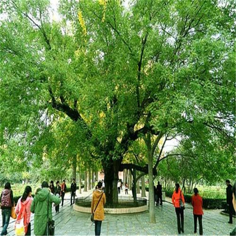 10公分金枝国槐 河北优质金枝槐价格 报价 