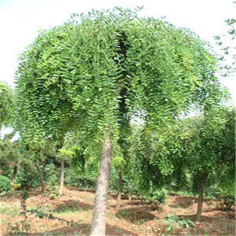 供应12公分国槐价格  国槐苗 苗木基地