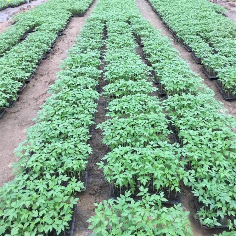 育苗盘 蔬菜育苗穴盘 PS复合材料 加厚可重复利用 厂家定制