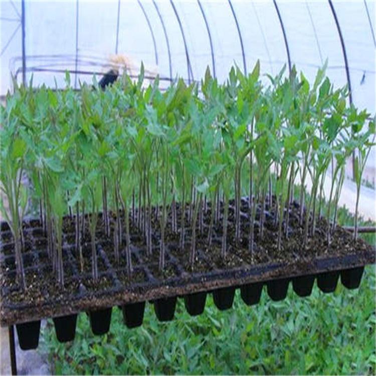 32孔黑色育苗穴盘 育苗盘使用方法简单 可定制