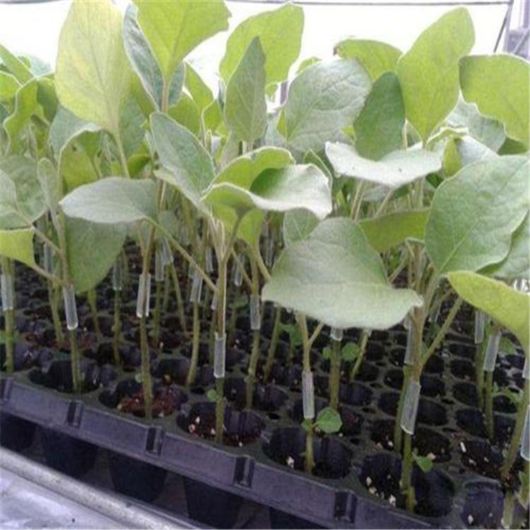 现货供应育苗盘 穴盘 规格型号可定制