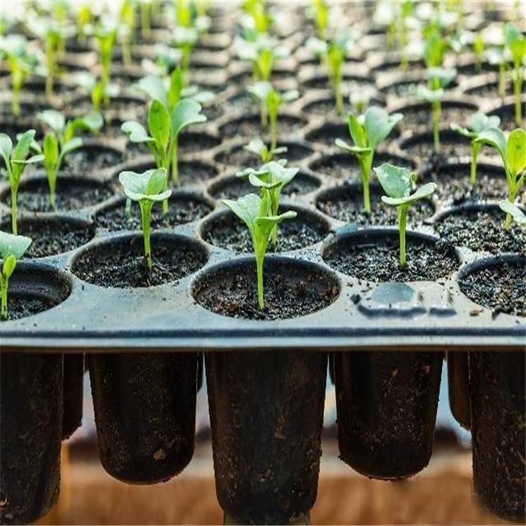 园林育苗穴盘 蔬菜基地育苗盘 花卉育苗穴盘 金信塑料