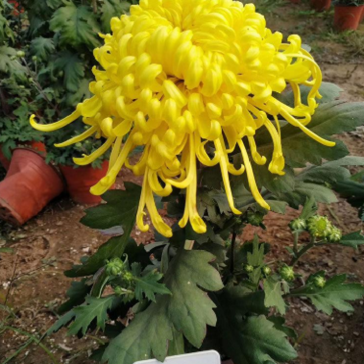 菊花苗厂家直销