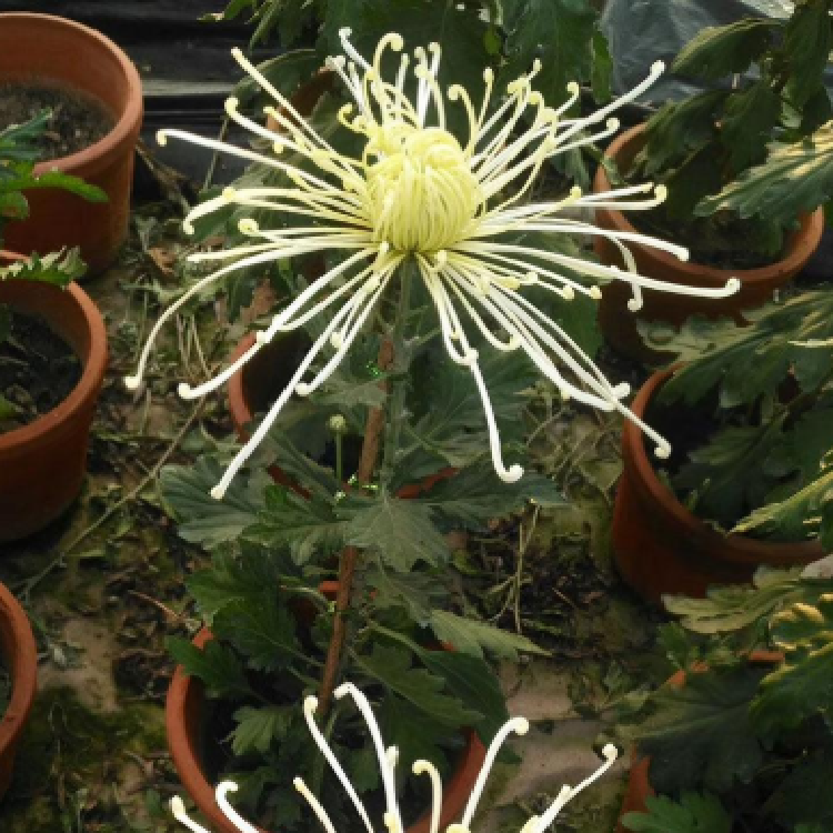 食用菊花价格 厂家直销