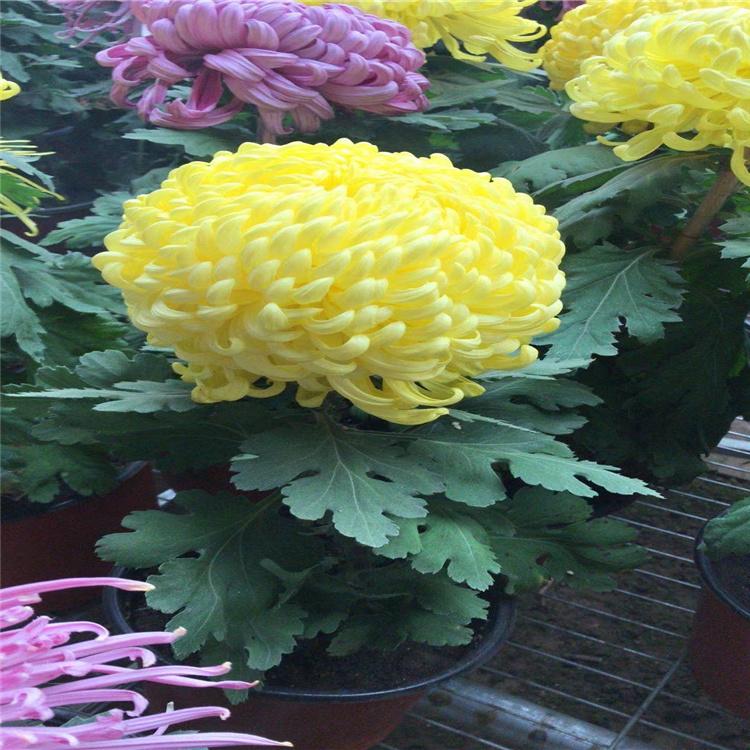 食用菊花批发 九华种植园