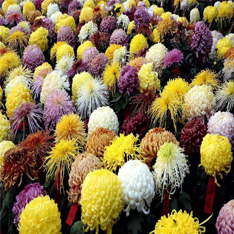 食用菊花批发 九华种植园