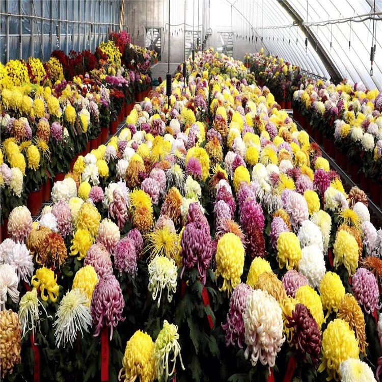 食用菊花批发 石家庄九华种植园