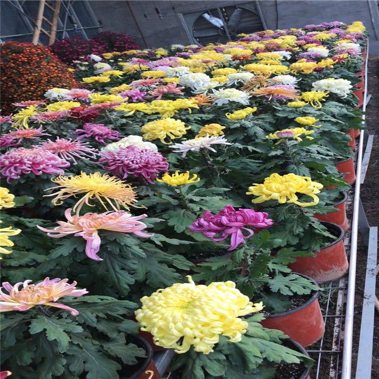 石家庄茶用食用菊花批发 