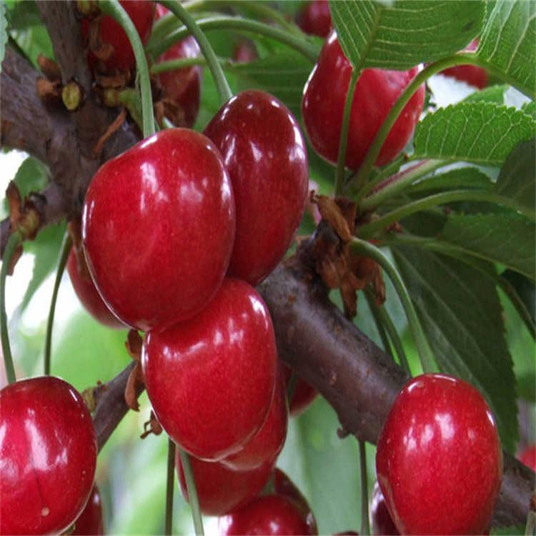 樱桃苗果大质优肉硬  红大樱桃 凯杰苗木 易成活