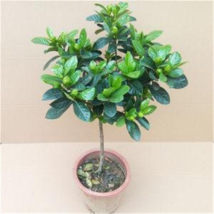 现货供应 盆栽植物