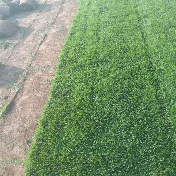 草坪批发 四季草坪